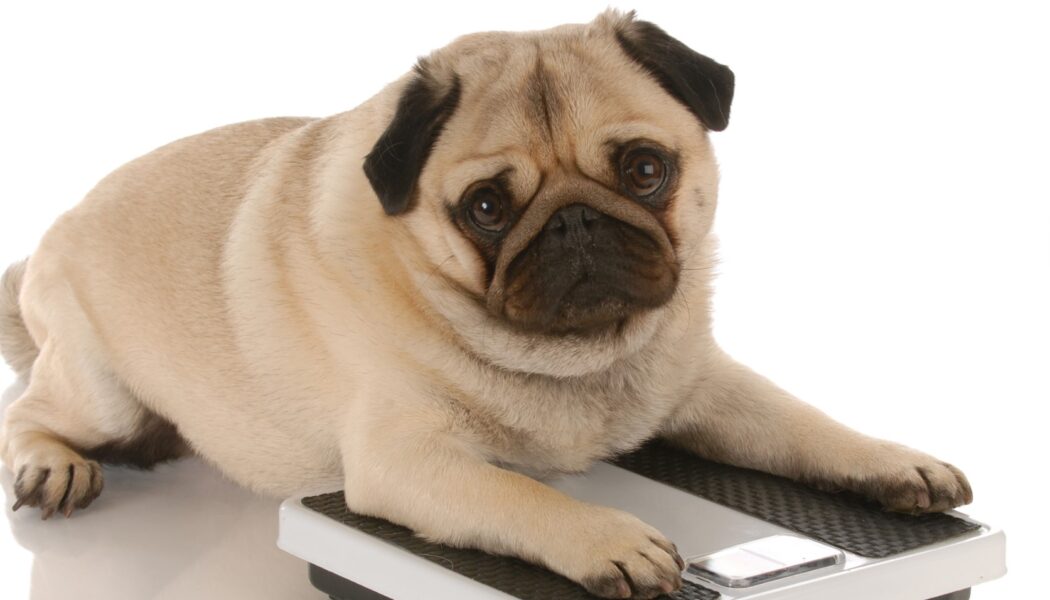 chubby_dog_0