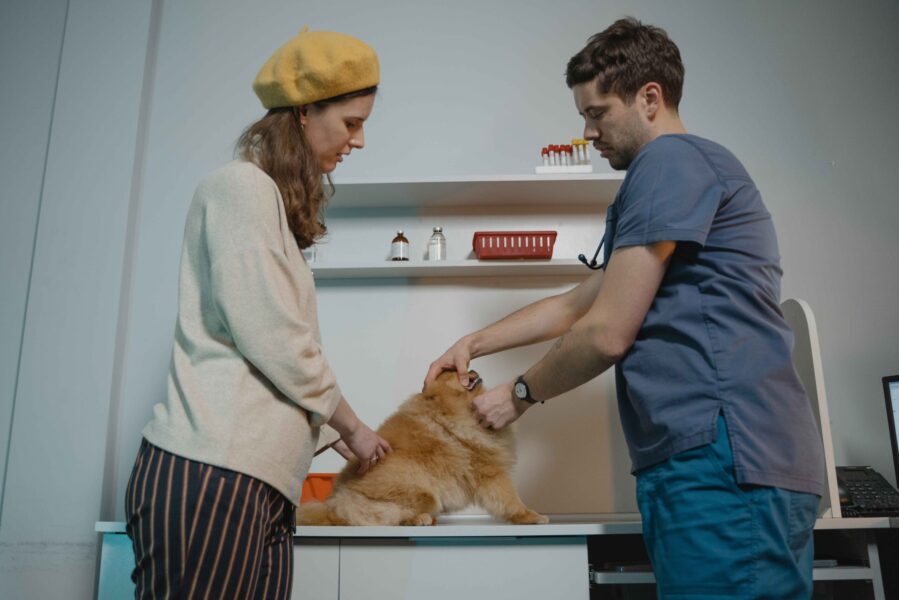 comment_apaiser_votre_animal_en_clinique_veterinaire_