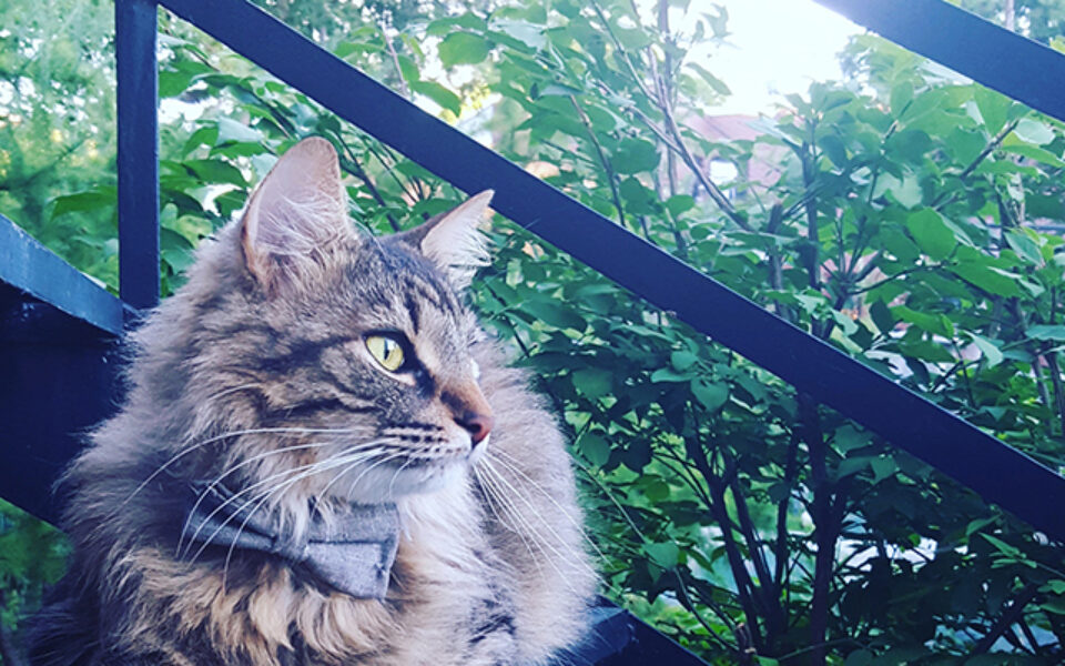 does_your_cat_go_outside_0