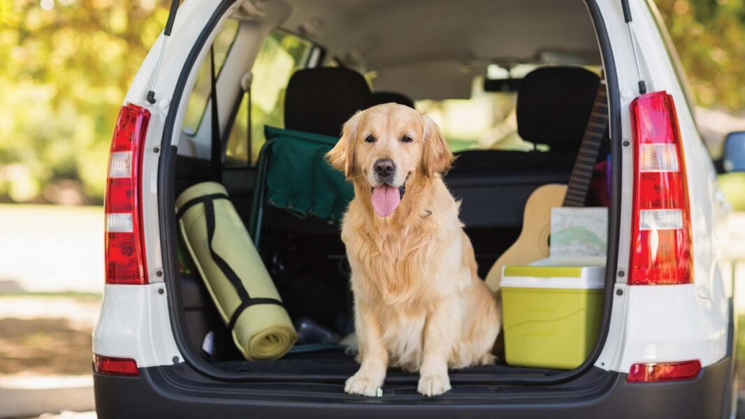 dog-in-suv_0