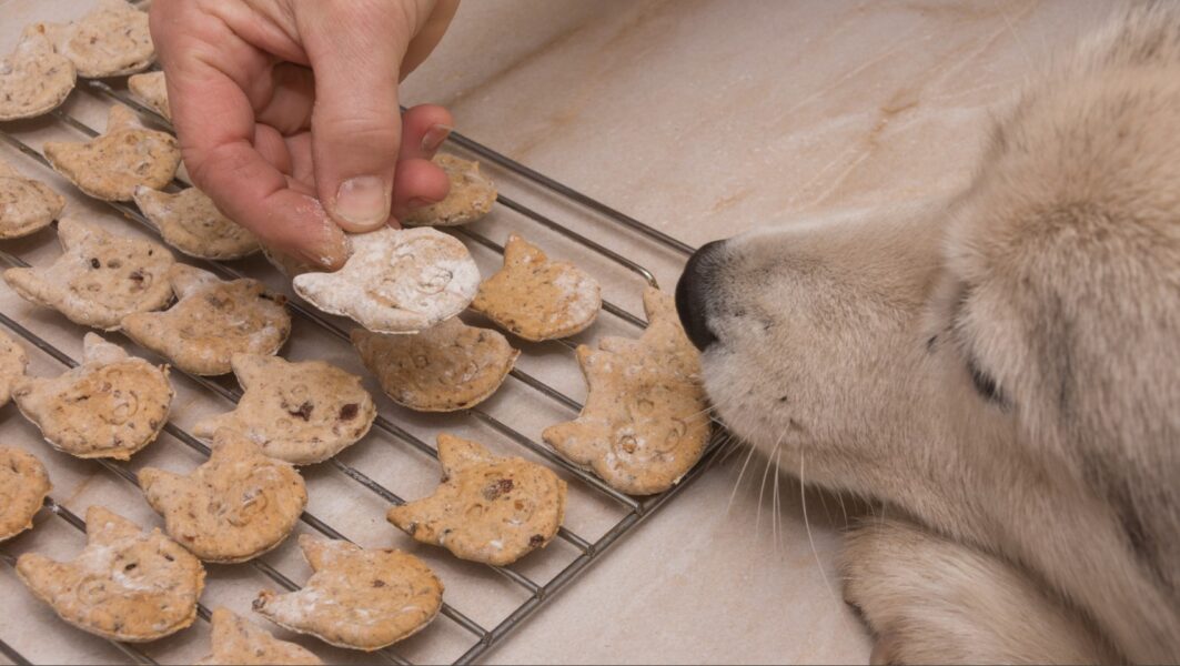 dog_biscuits_0
