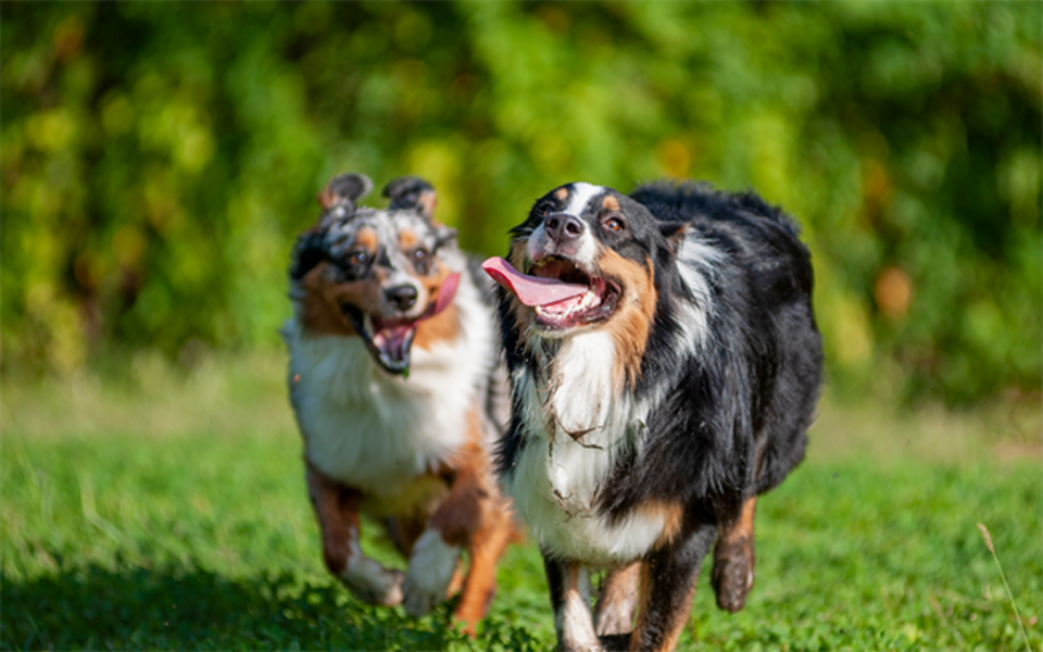 dog_parks_the_good_and_the_not_so_good_0