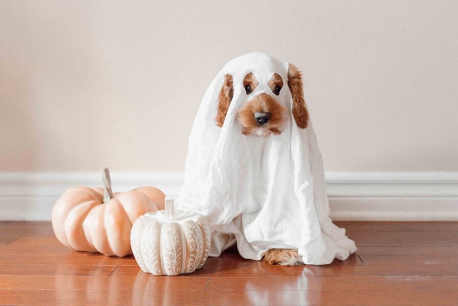 dog_trick_or_treat_1