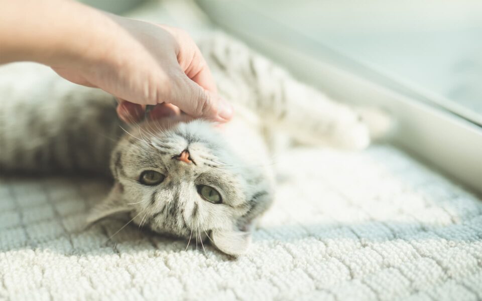 faire_comprendre_a_mon_chat_que_je_laime_0