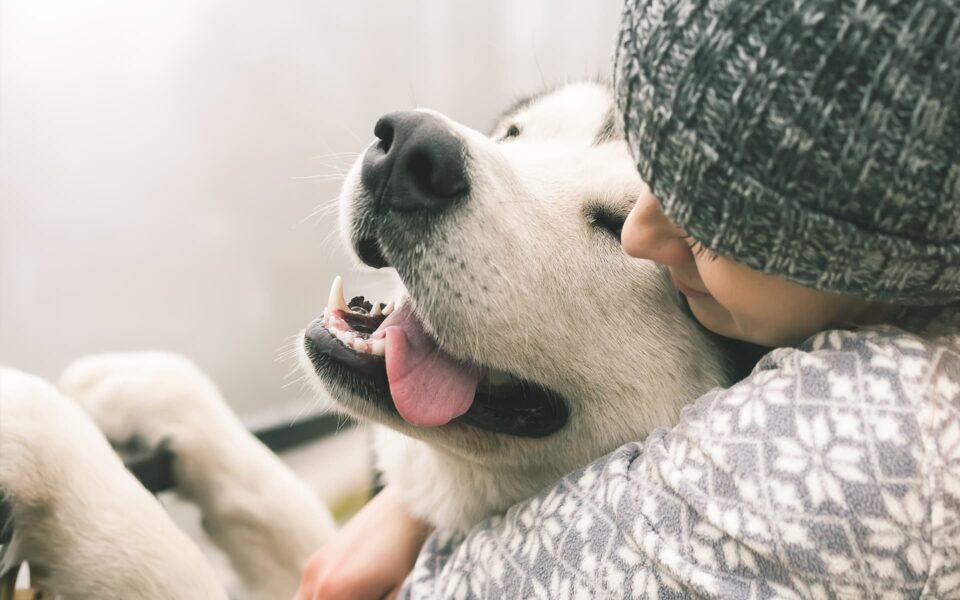 faire_comprendre_a_mon_chien_que_je_laime_0
