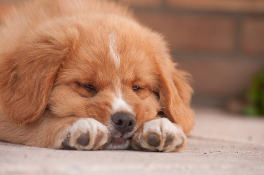 Nova Scotia Ducktolling Retriever puppy