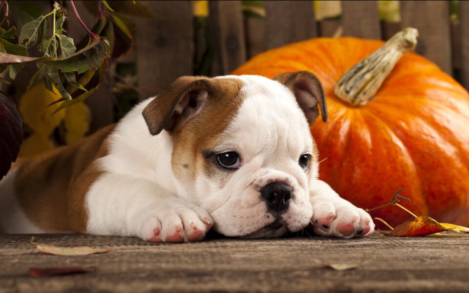 halloween_source_de_stress_0