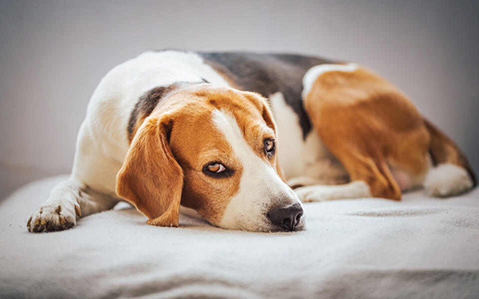 home_diagnosis_is_your_pet_showing_pain_signs_0-1