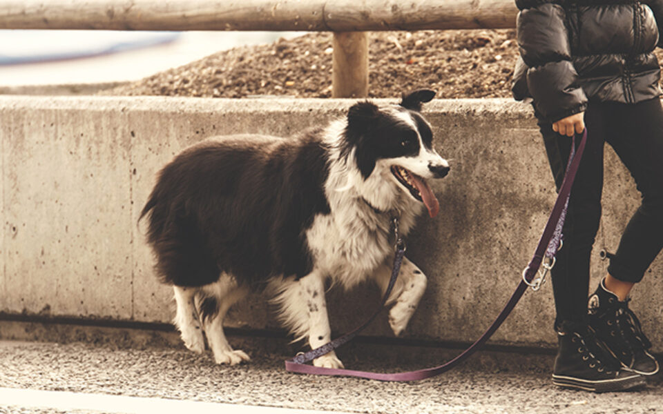 how_often_should_i_walk_my_dog_0