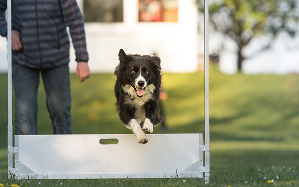 how_to_build_your_own_dog_obstacle_course_0