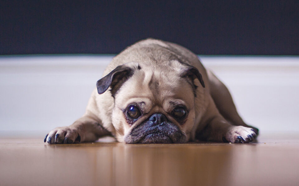 identifying_joint_pain_in_cats_and_dogs_0