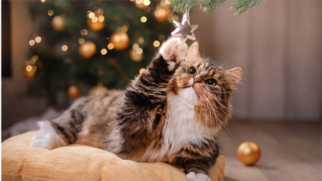 image_3_decembre_redimensionnee_low