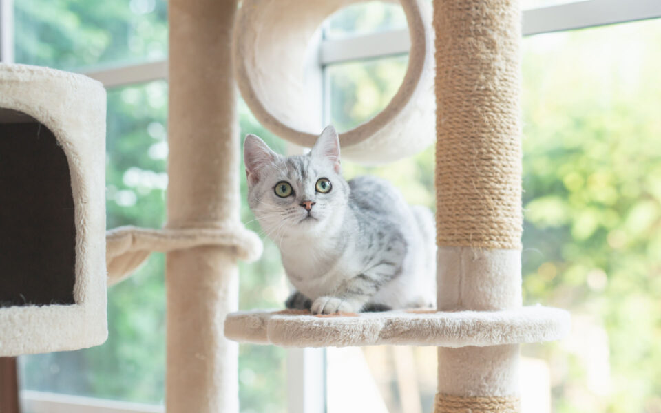 image_house_cat