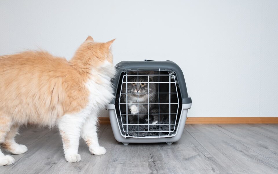 introducing_new_cat_0