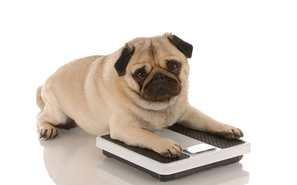 is_my_dog_overweight_if_so_what_can_i_do_0