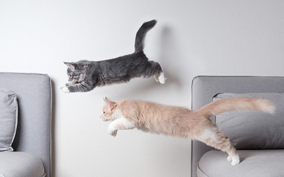 is_your_cat_getting_enough_exercise_0