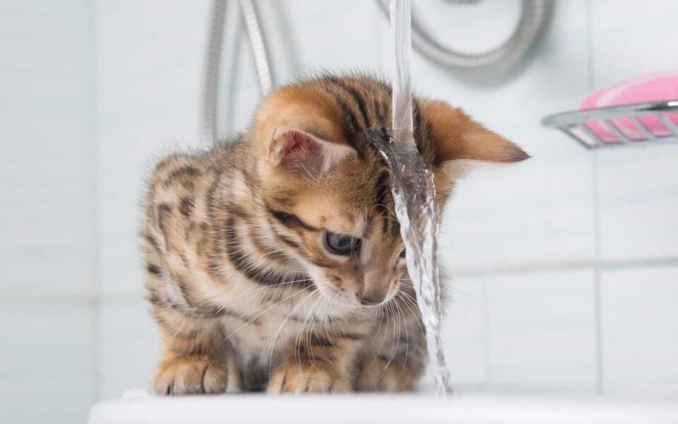 laver_son_chat_0
