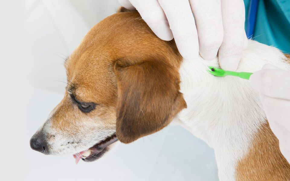lyme_disease_0
