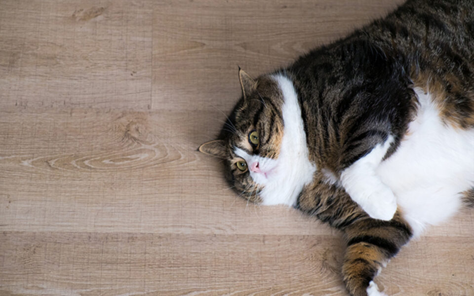 my_cat_is_overweight_what_should_i_do_0