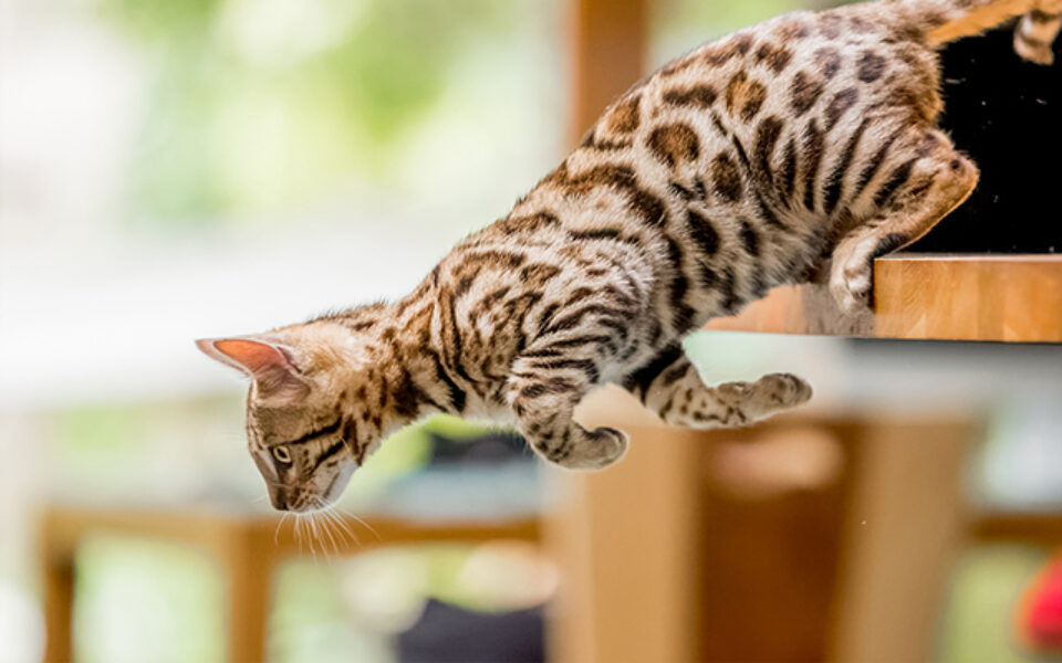 myth_vs_reality_do_cats_always_land_on_their_feet_0