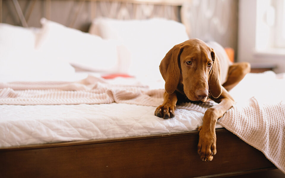 osteoarthritis_what_treatments_are_available_for_your_pet_0