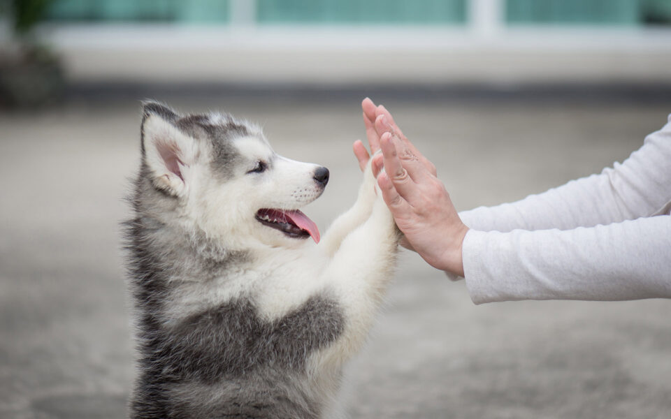 puppy_training_1