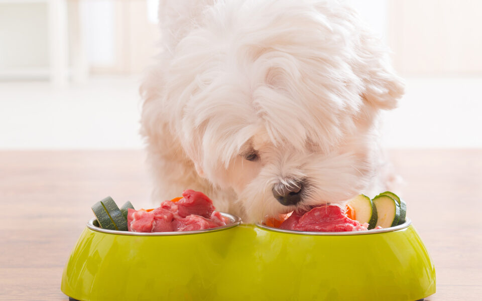 raw_vs_dry_food_0