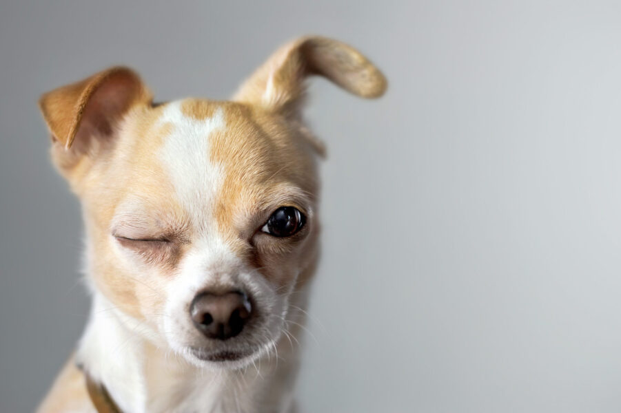 Chihuahua Wink