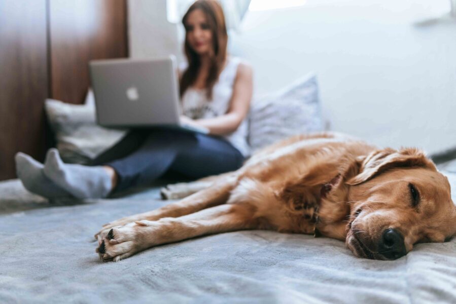 remote_work_with_pets_0