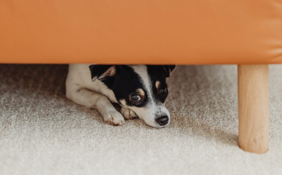 scared_dog_v2