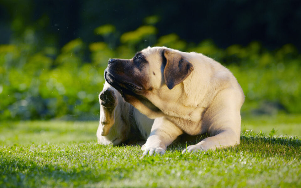 skin_issues_dog_1