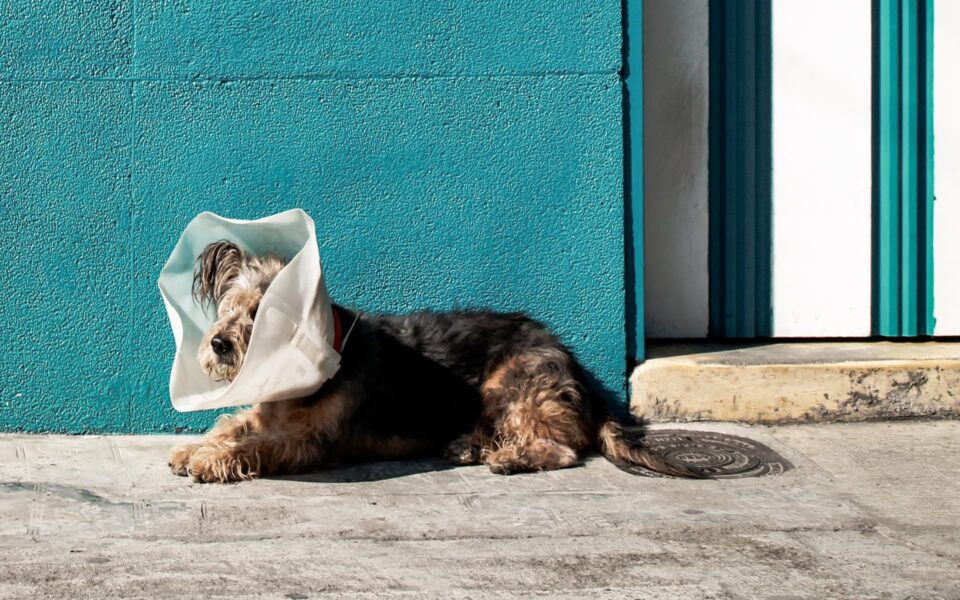 soin_dun_animal_malade_0
