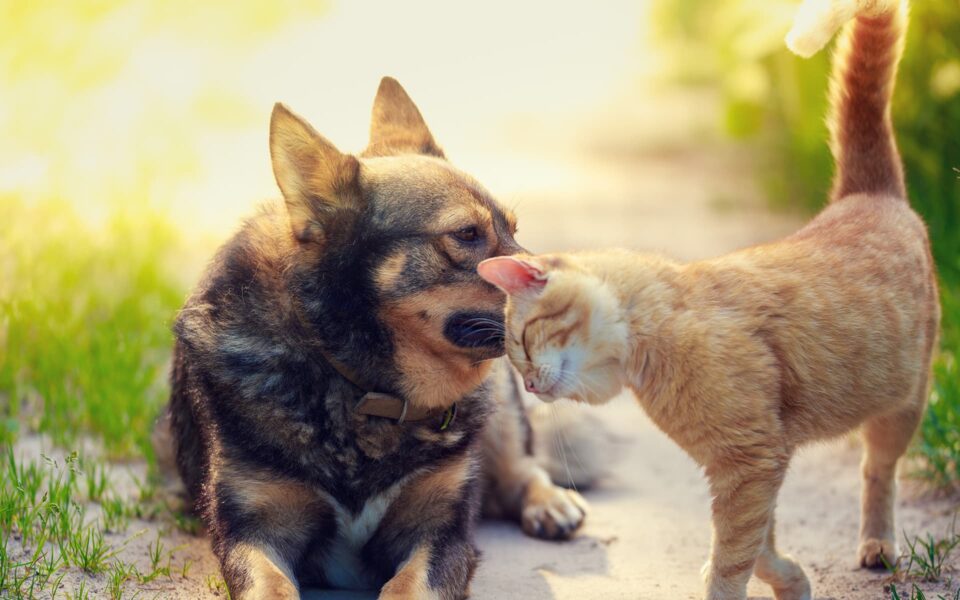 steriliser_votre_animal_0