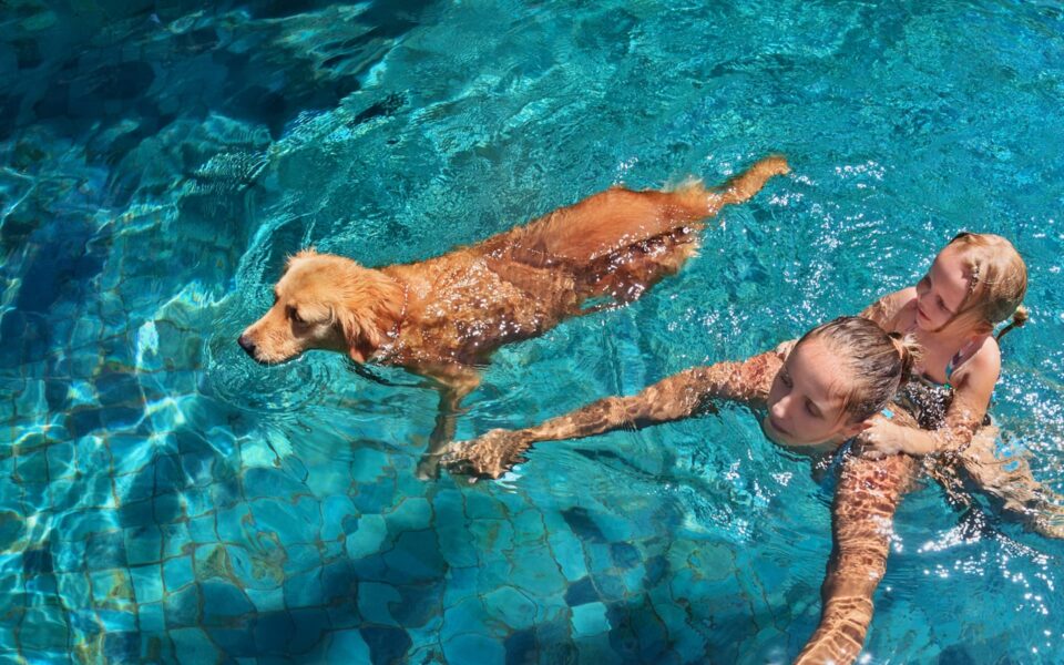 swimming_with_dog_0