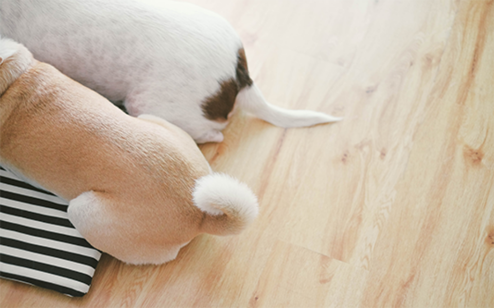 tailwagging_low