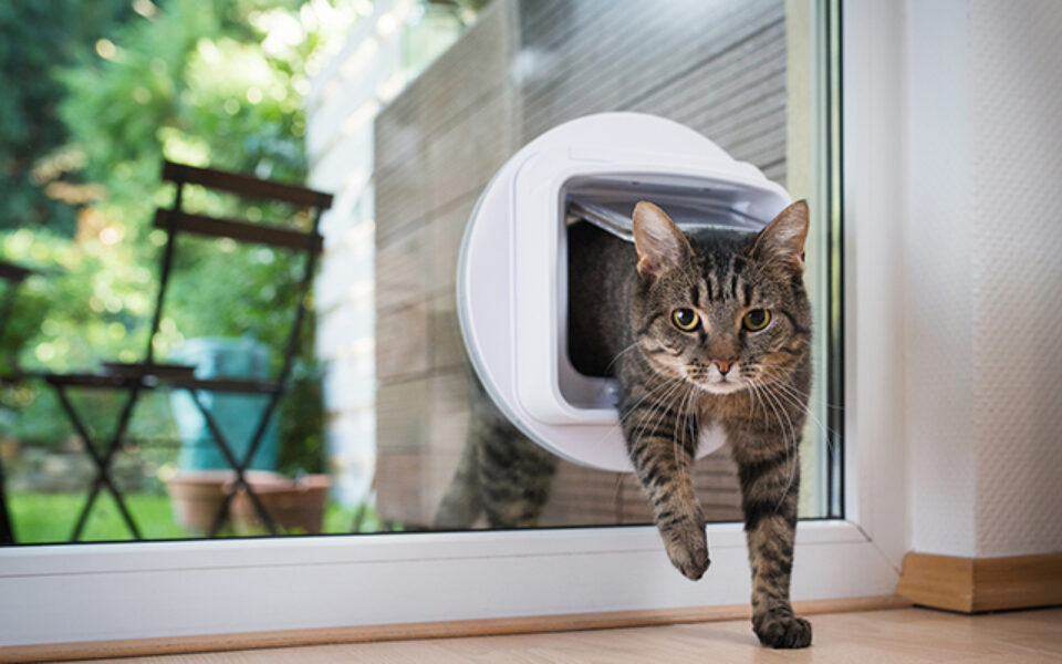 the_great_debate_indoor_cat_or_outdoor_cat_0