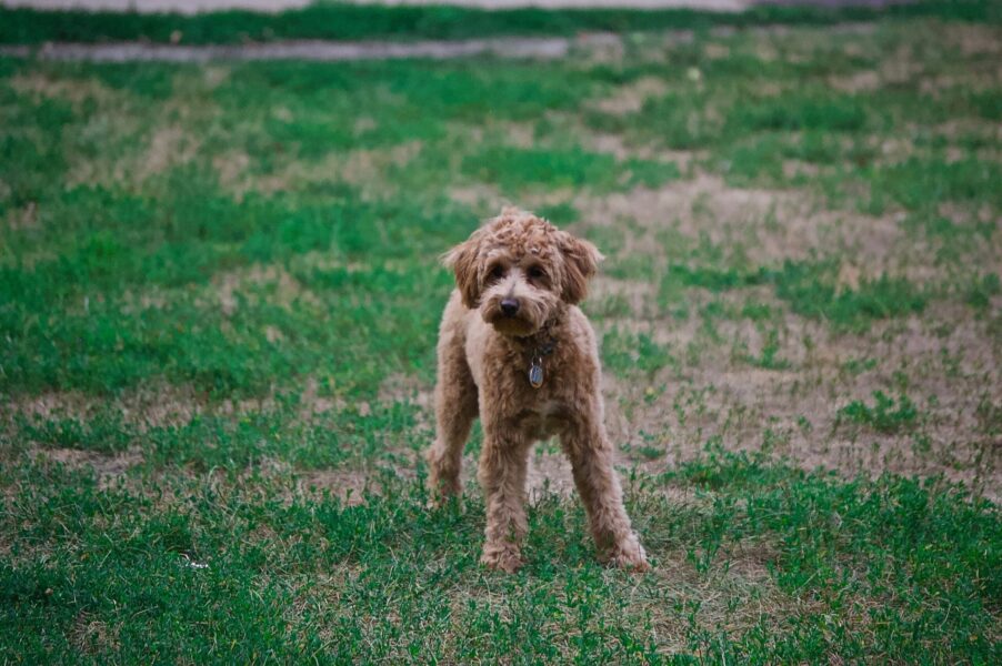 the_surprising_truth_about_hypoallergenic_dogs
