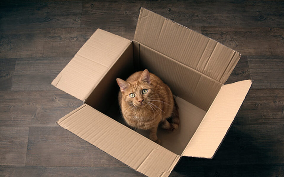 tips_for_making_sure_your_cat_is_getting_exercise_in_a_small_space_0