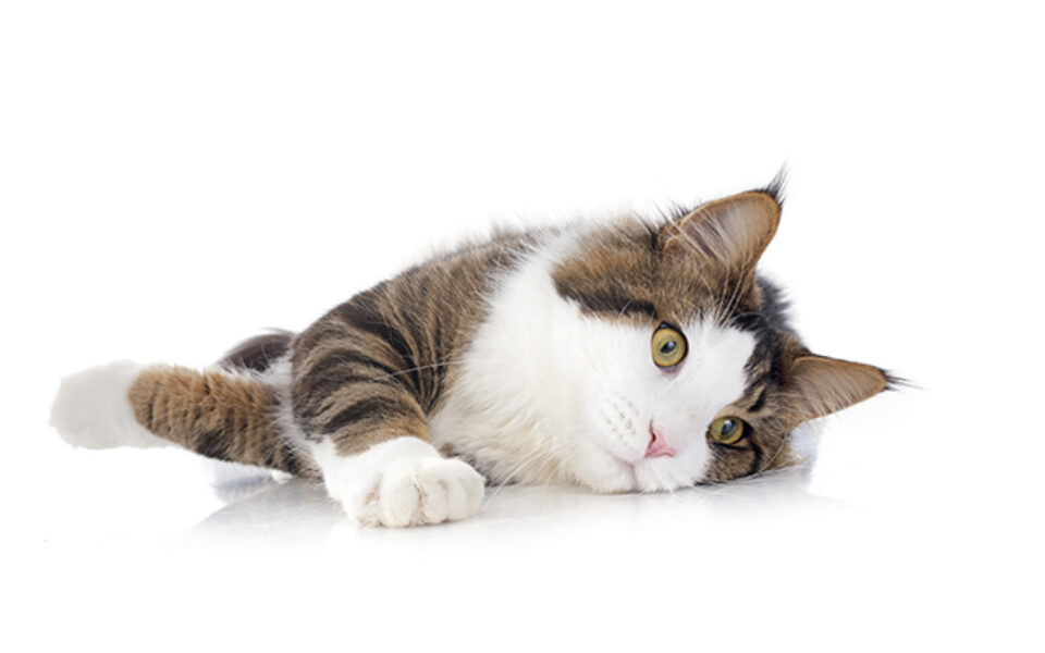understanding_osteoarthritis_in_cats_0
