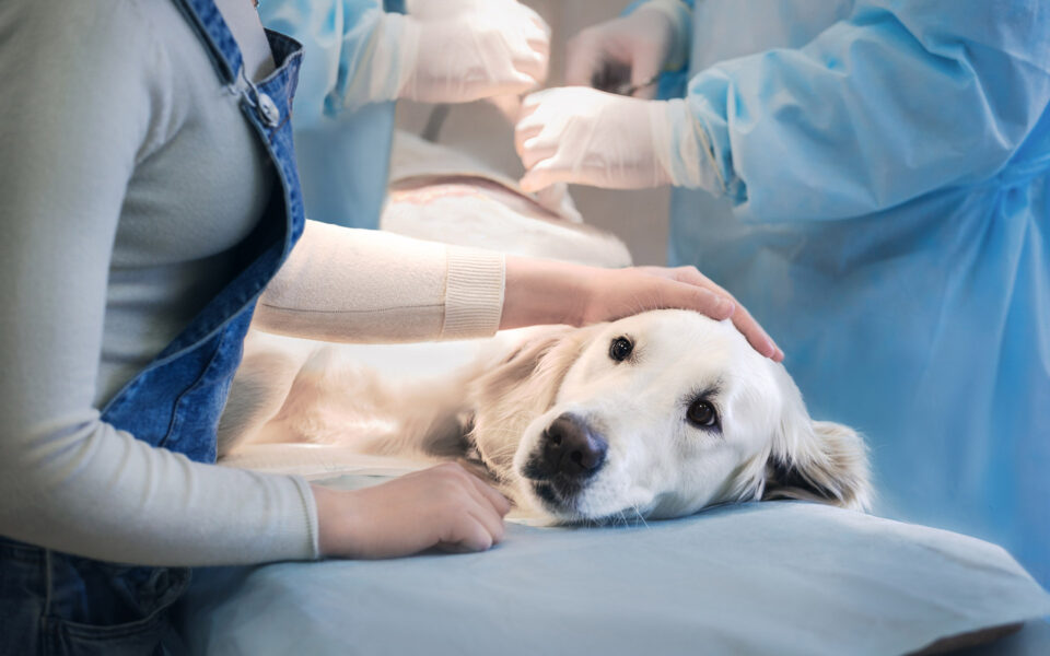 vet_emergency_0