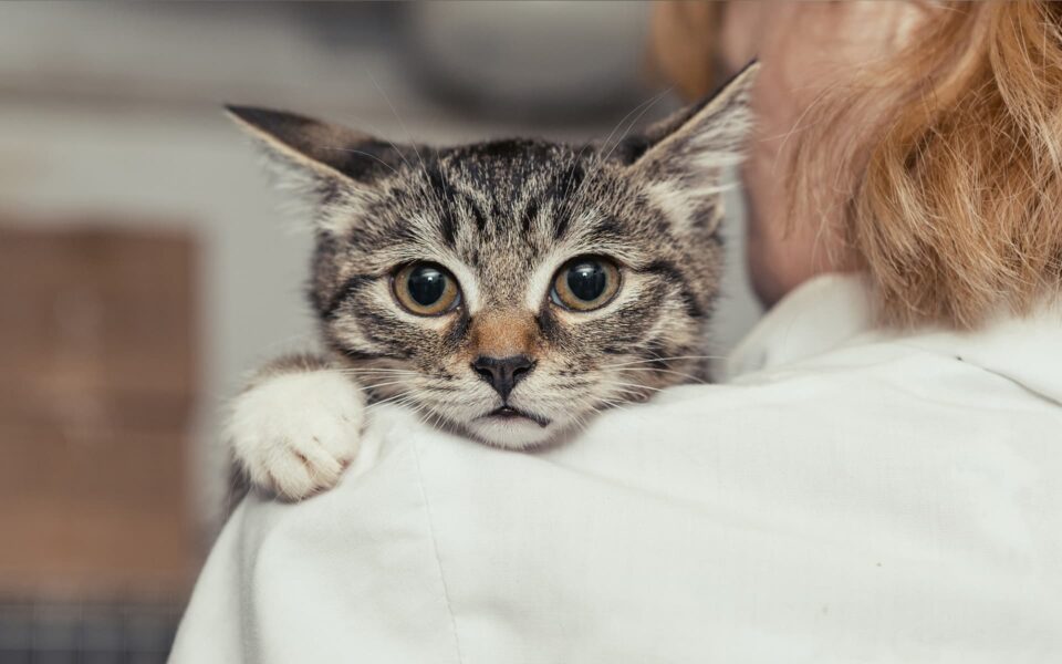 visite_veterinaire_chat_0