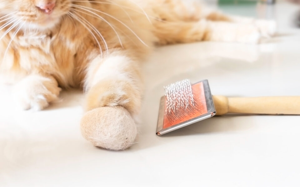 vomitting_hairballs