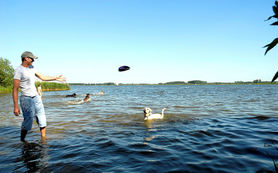 what_activities_can_i_do_with_my_dog_this_summer_0
