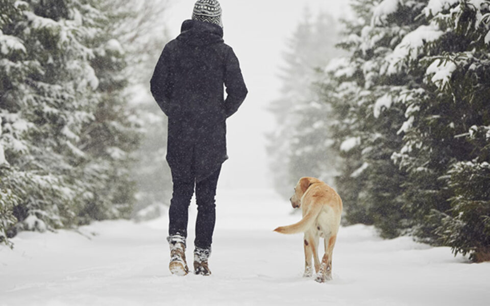 what_activities_can_i_enjoy_with_my_dog_this_winter_0