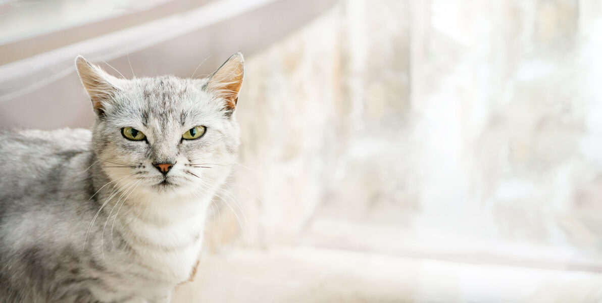 gray shorthair cat sits on the street, making a funny grimace. Portrait of a beautiful gray cat on the street. copy space.