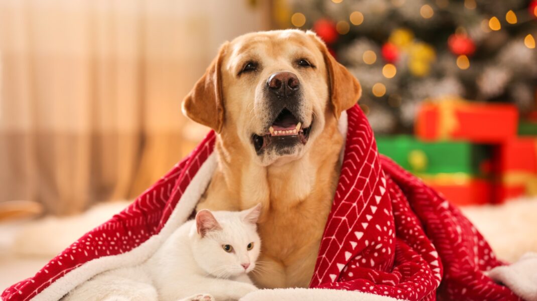xmas_dog_and_cat_0